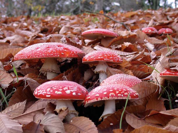 Exploring Amanita Mushroom Products on Exhale Well’s Official Website