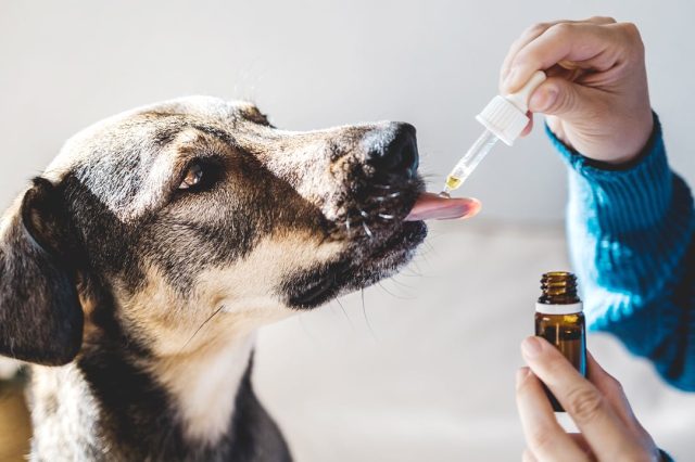 Exploring the Potential of CBD Oil for Pain Management in Dogs