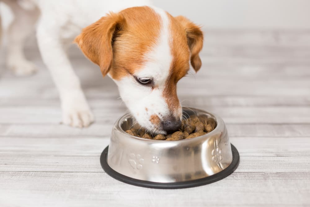 Health Benefits Of Feeding Fresh Dog Foods