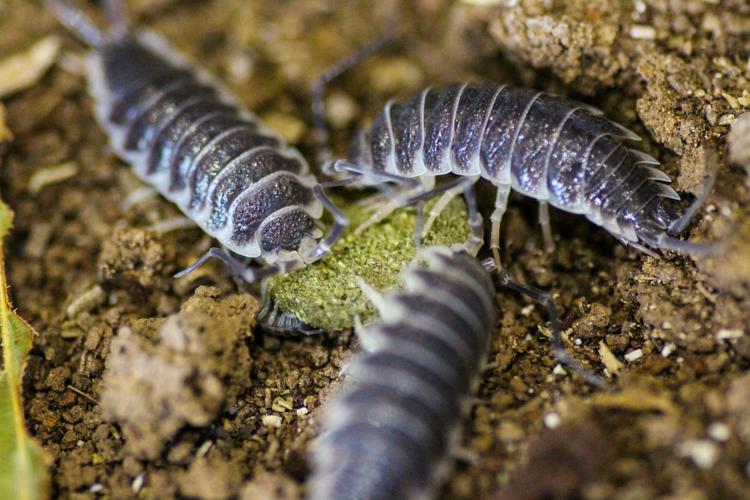 Isopod Insights: Looking into the Size, Behavior, and Habitats of These Interesting Animals