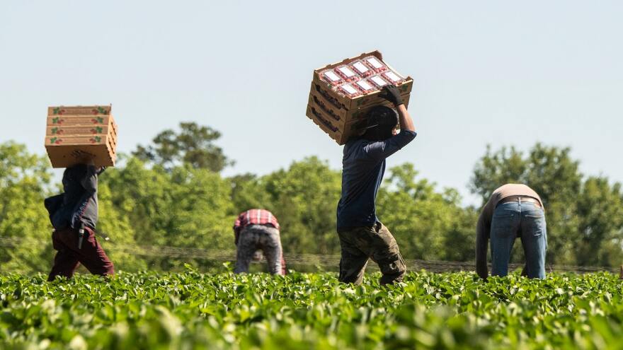 Ensuring a Productive Harvest Season with the H-2A Visa Workforce